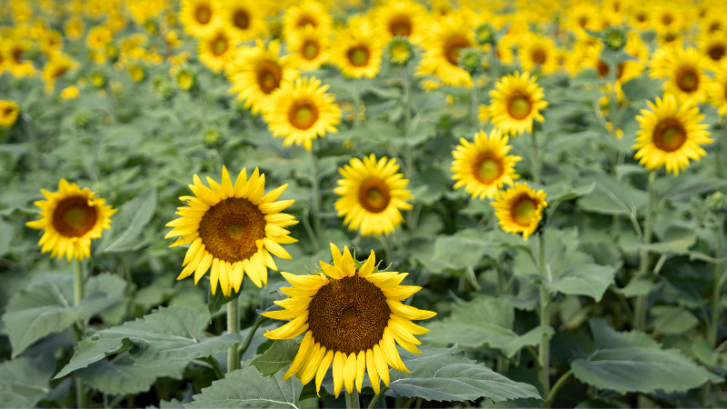 Raleigh's Dix Park sunflowers are blooming!