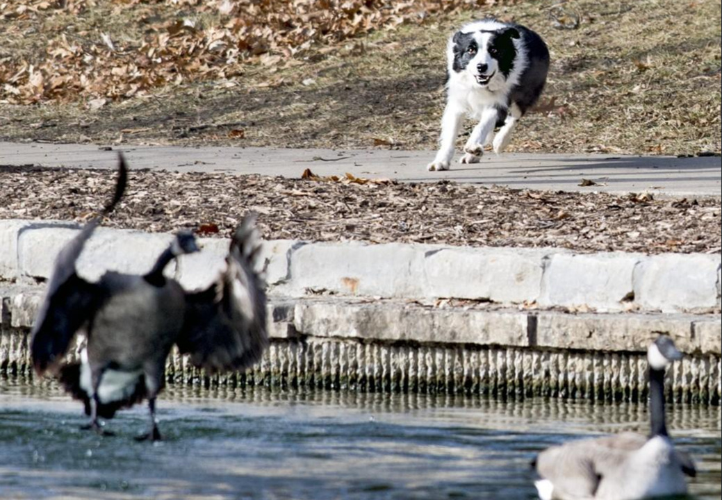 ‘Geese Police’ use border collies to help keep birds in check