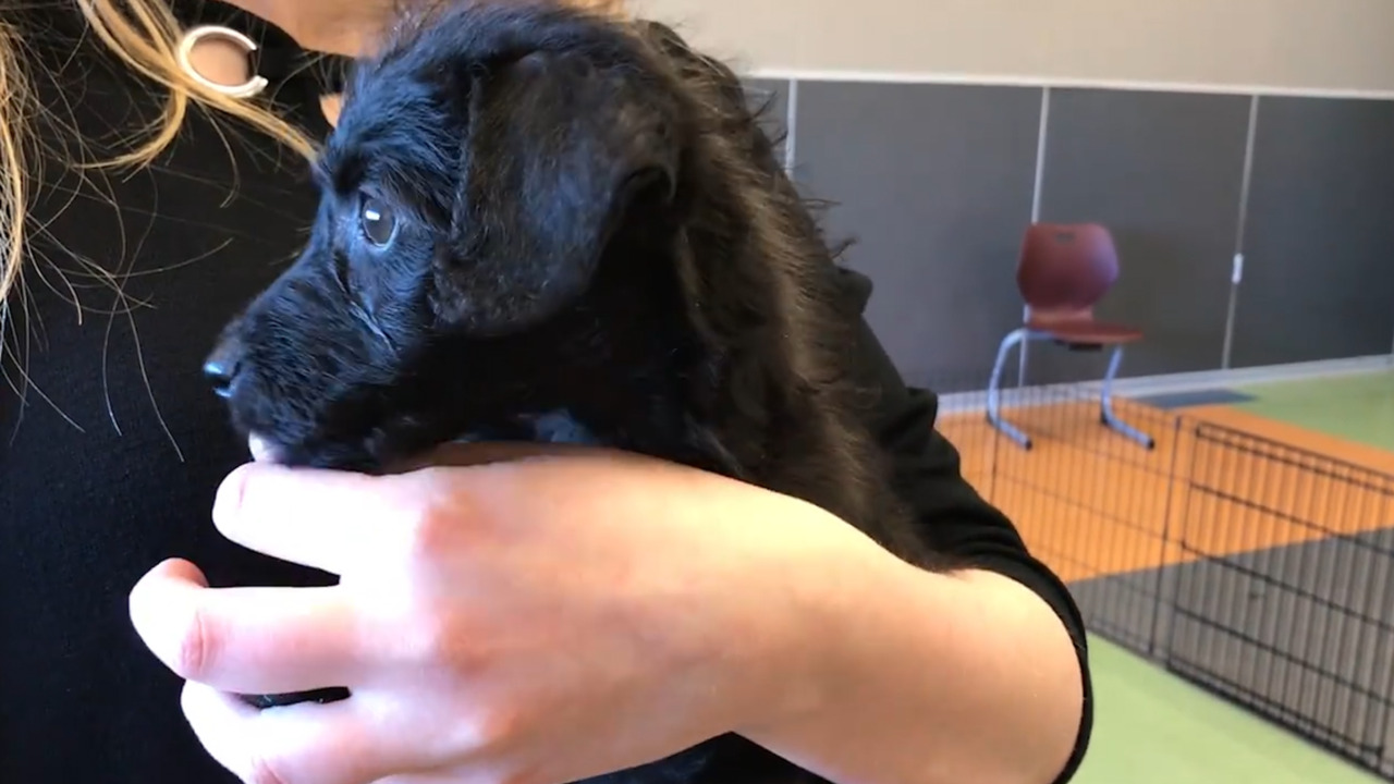 Watch puppies predict Super Bowl winners