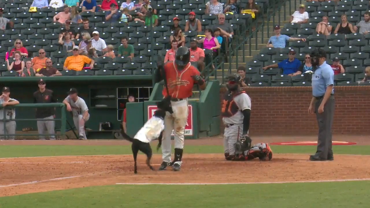 Adorable team dog tries to fetch player’s bat... before his at-bat is over