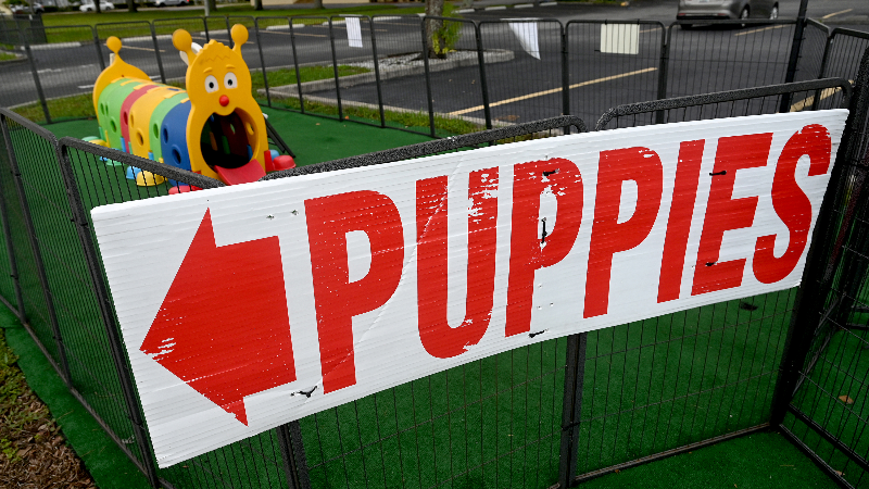 Manatee County official discusses retail pet store ban