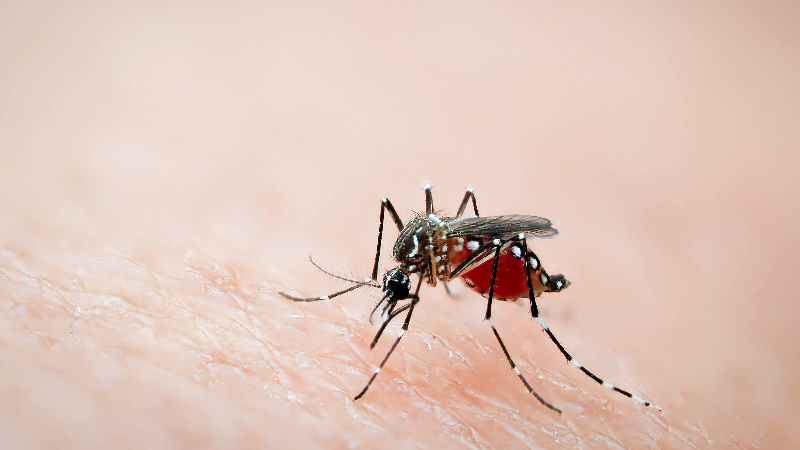 Wealthy Wake neighborhoods are breeding insecticide-resistant mosquitoes