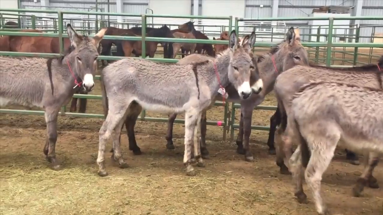Need a burro? These cute geldings are in Paso Robles looking for a home.