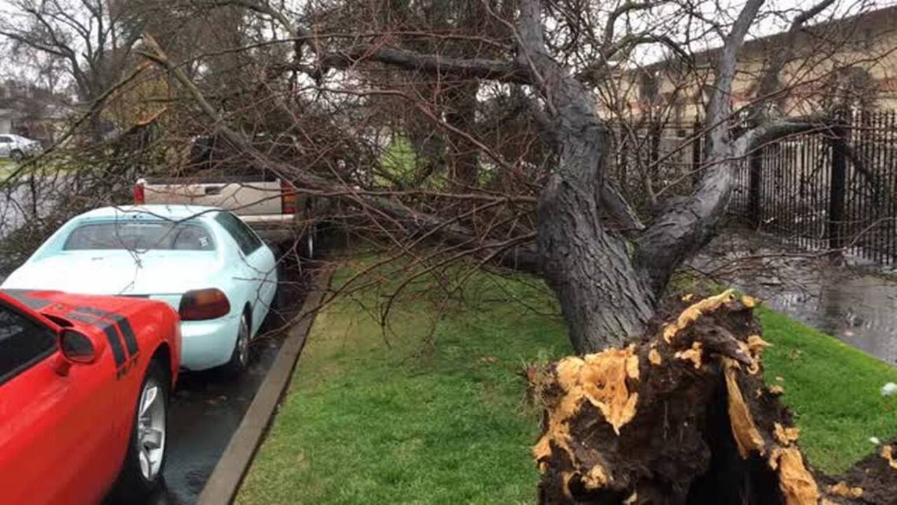 Trees tumble, big rig jacknifes on blustery day, but Christmas should be nice