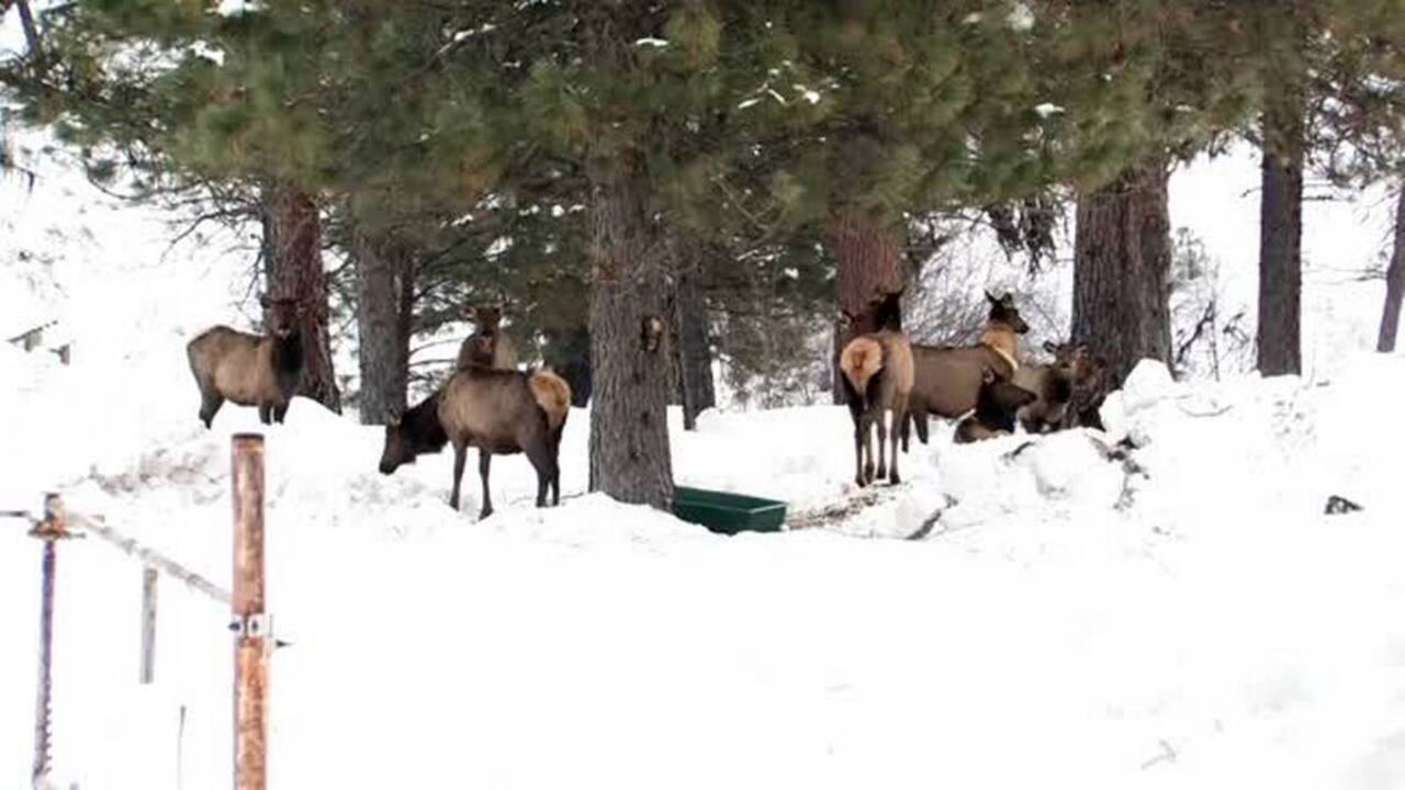 Winter wildlife feeding in Southwest Idaho