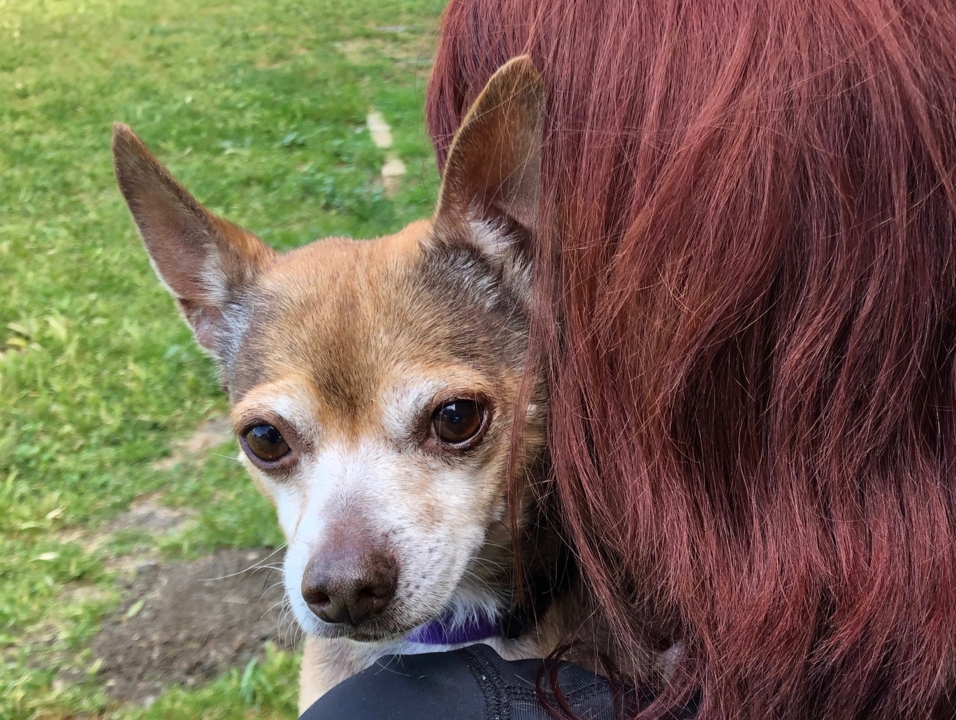 Pet Tales: Meet Possum, a sweet senior Chihuhua dog