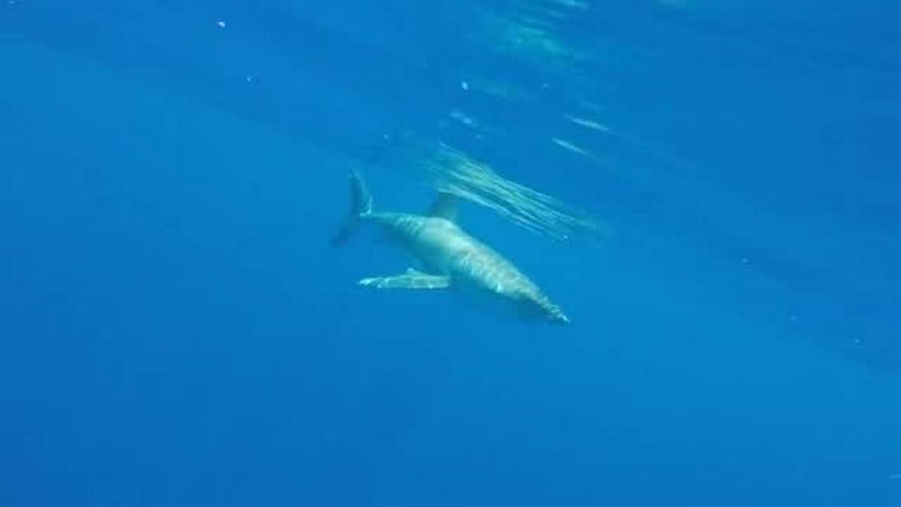 Anna Maria fishing captain spots great white shark | Bradenton Herald