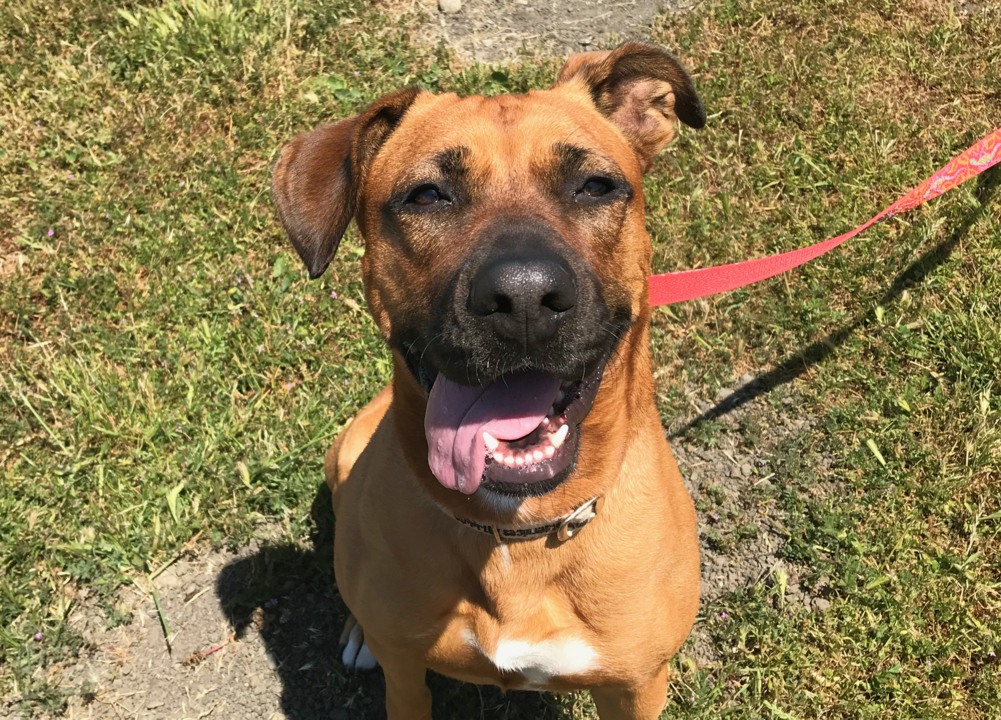 Pet Tales: Carmel the ‘perennial puppy’ is looking for a forever home