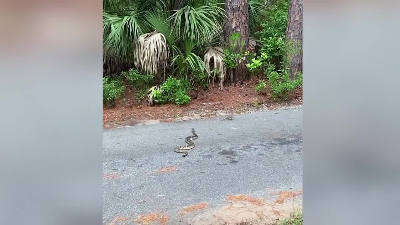 Encounter between rattlesnake and pigeon captured on video in South Carolina