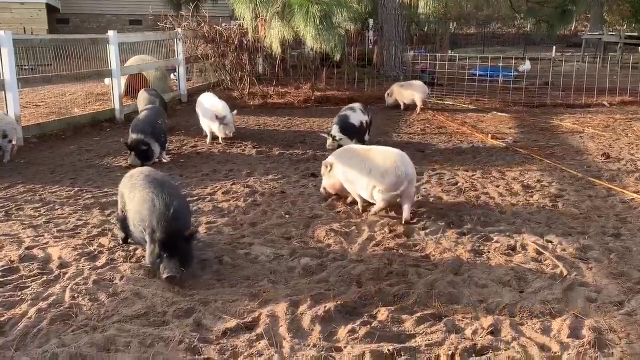 ‘Wanted: piggy cuddlers.’ SC rescue group needs help snuggling pigs up for adoption