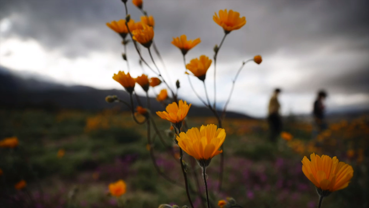 See the gorgeous colors of California’s super bloom