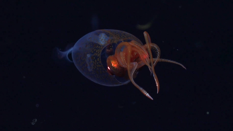 First-of-its-kind video shows baby colossal squid in deep sea