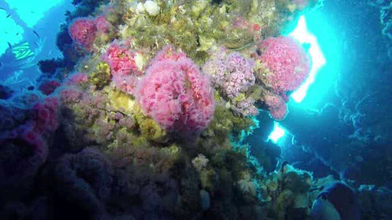 Turning oil rigs into reefs