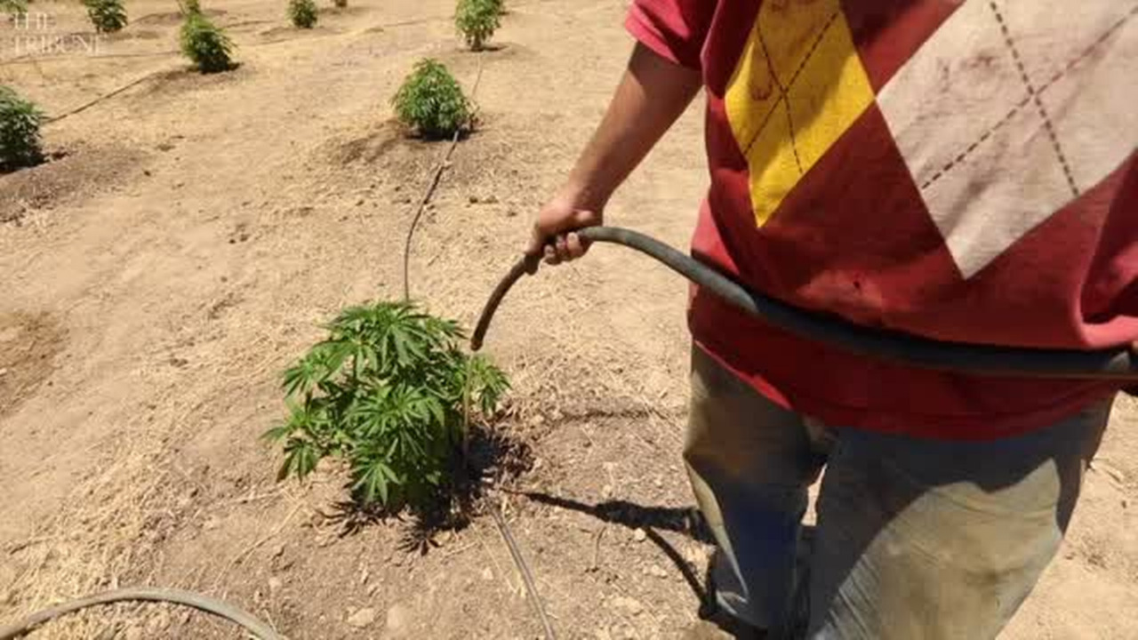 Hundreds of SLO County marijuana farms would be shut down under proposed rules