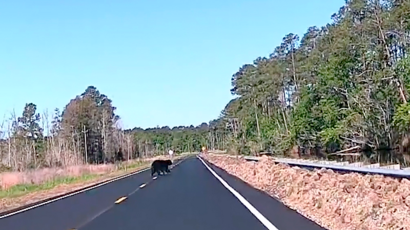 Watch a bear ambling across US 64 in the Alligator River National Wildlife Refuge