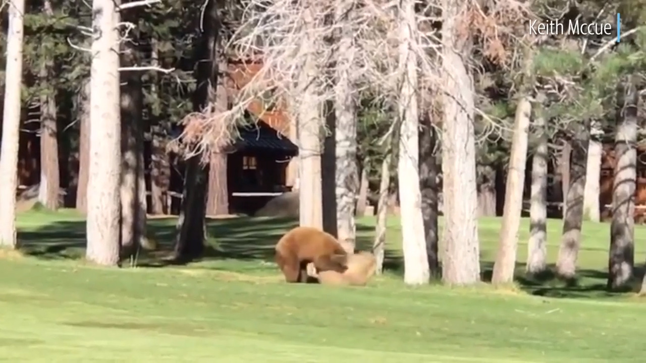 Watch two bears wrestling on this Sierra Nevada golf course