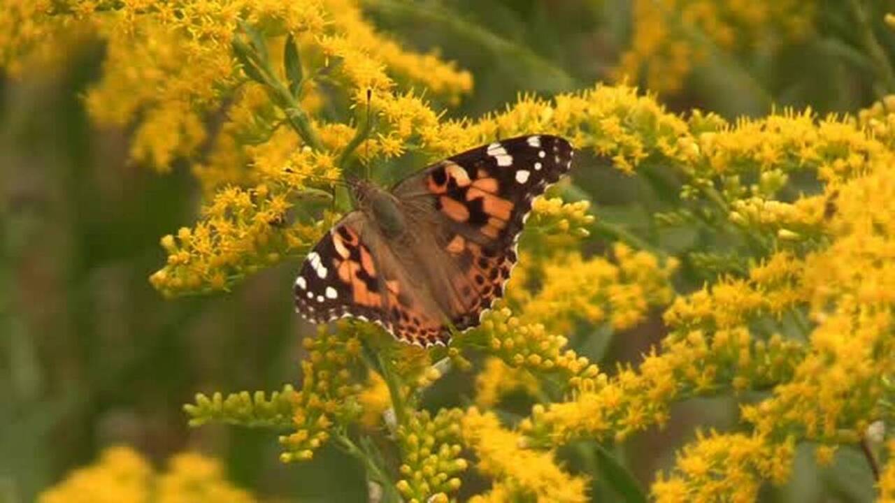Butterflies abundant in Wichita right now