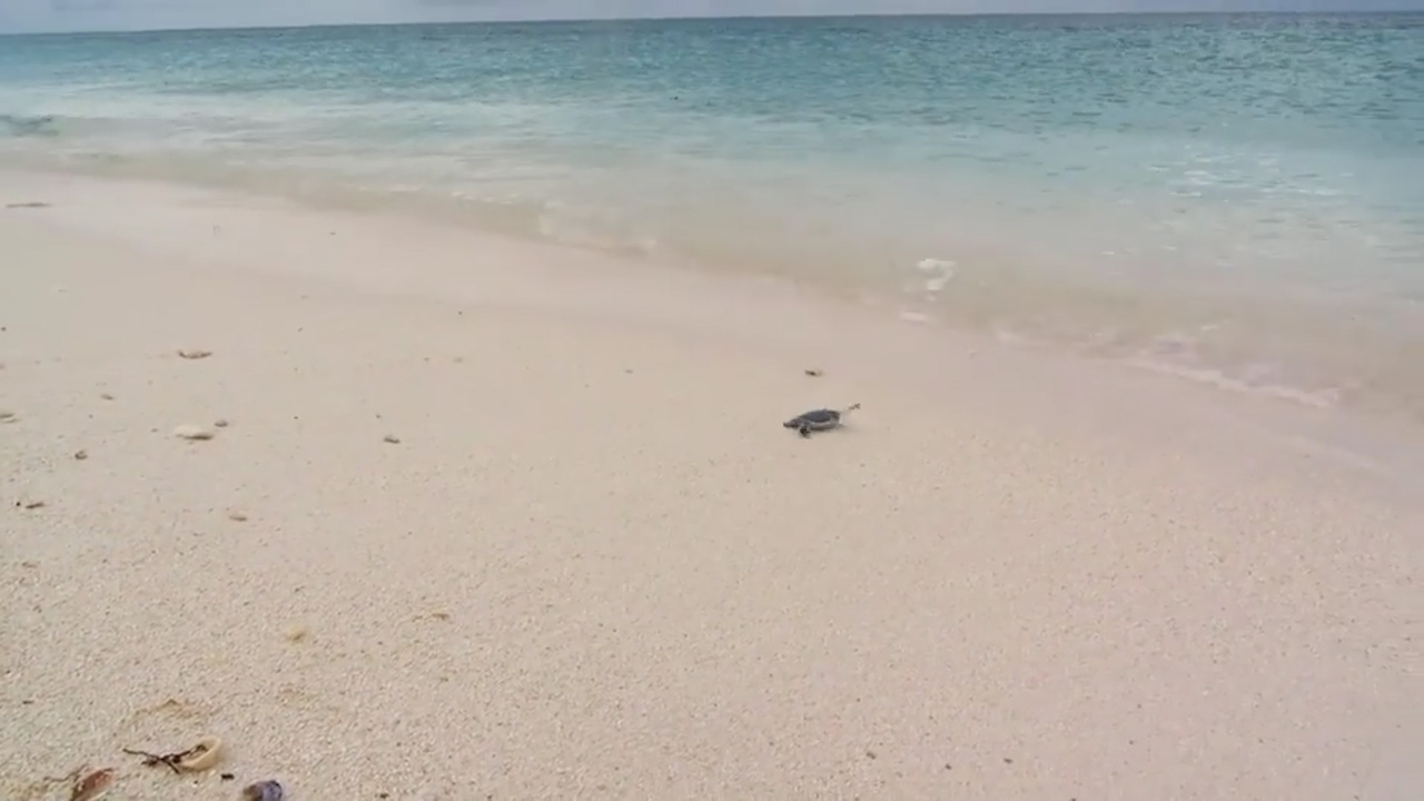 This is how sea turtles hatch