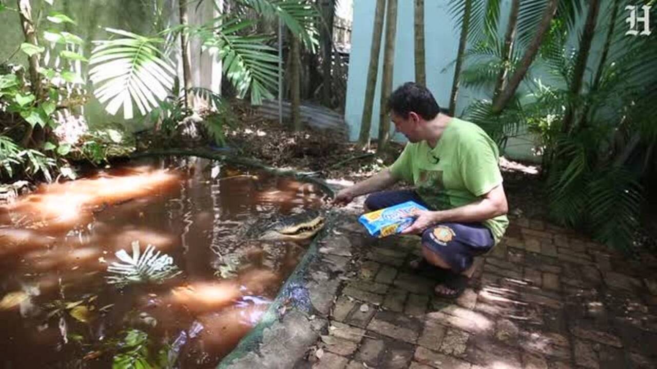 Meet Gwendolyn, the chocolate-chip cookie eating pet alligator
