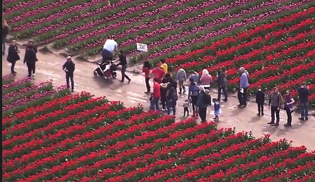 Is it prime time for tulips?