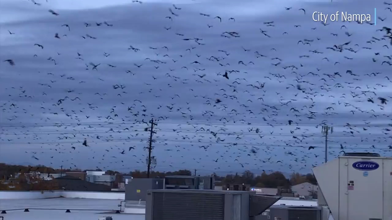 Crows look like a scene from Alfred Hitchcock’s horror-thriller film ‘The Birds’