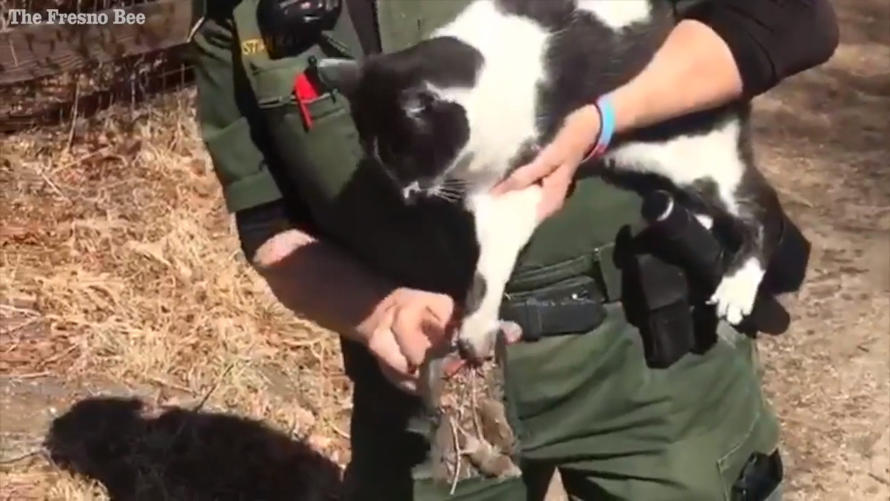 Deputy rescues curious kitty stuck with dead mice