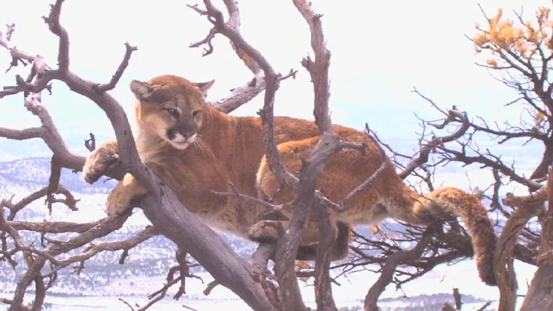 What should I do if I see a mountain lion on a Washington hike? Follow these tips