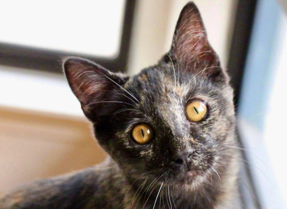 Pet Tales: Meet Pigeon the sweet tortoiseshell kitten