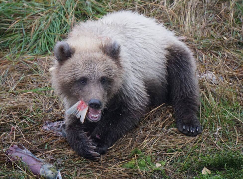 Alaskan Brown Bears compete and eat for the title of ‘fattest bear’