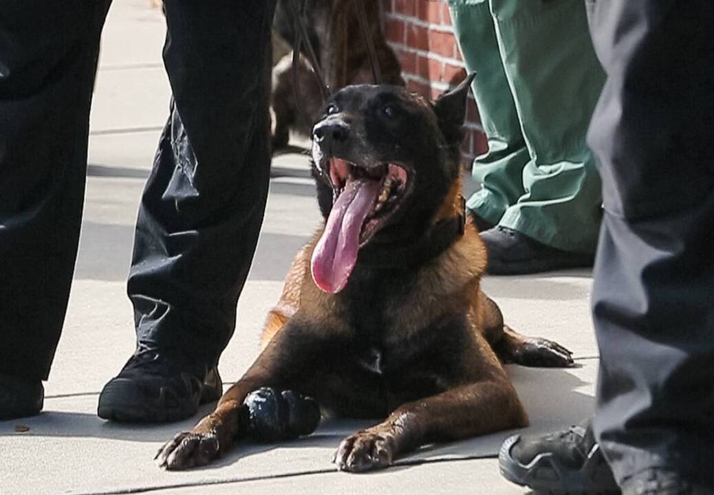 Sheriff Rico Detectives Richland deputy k-9 Rico retires from sheriff's department (Video ...