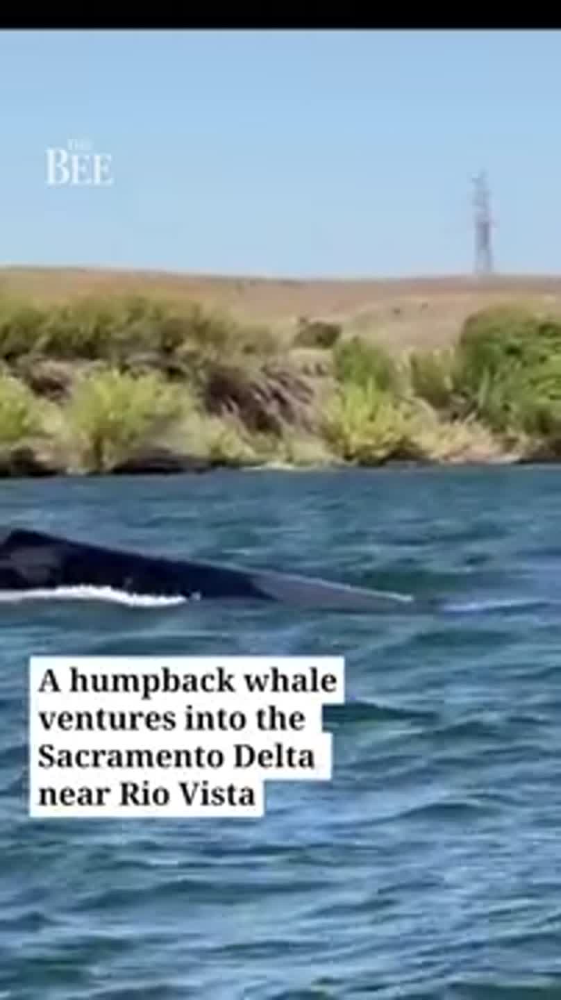 Did Rio leave the Sacramento River? Marine experts update wayward whale’s whereabouts