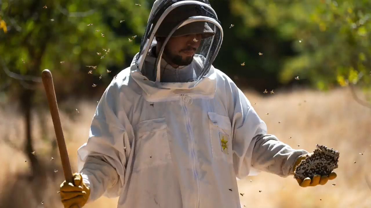 ‘Ow!’ See Sacramento vector district worker remove yellow jacket nests, and get stung