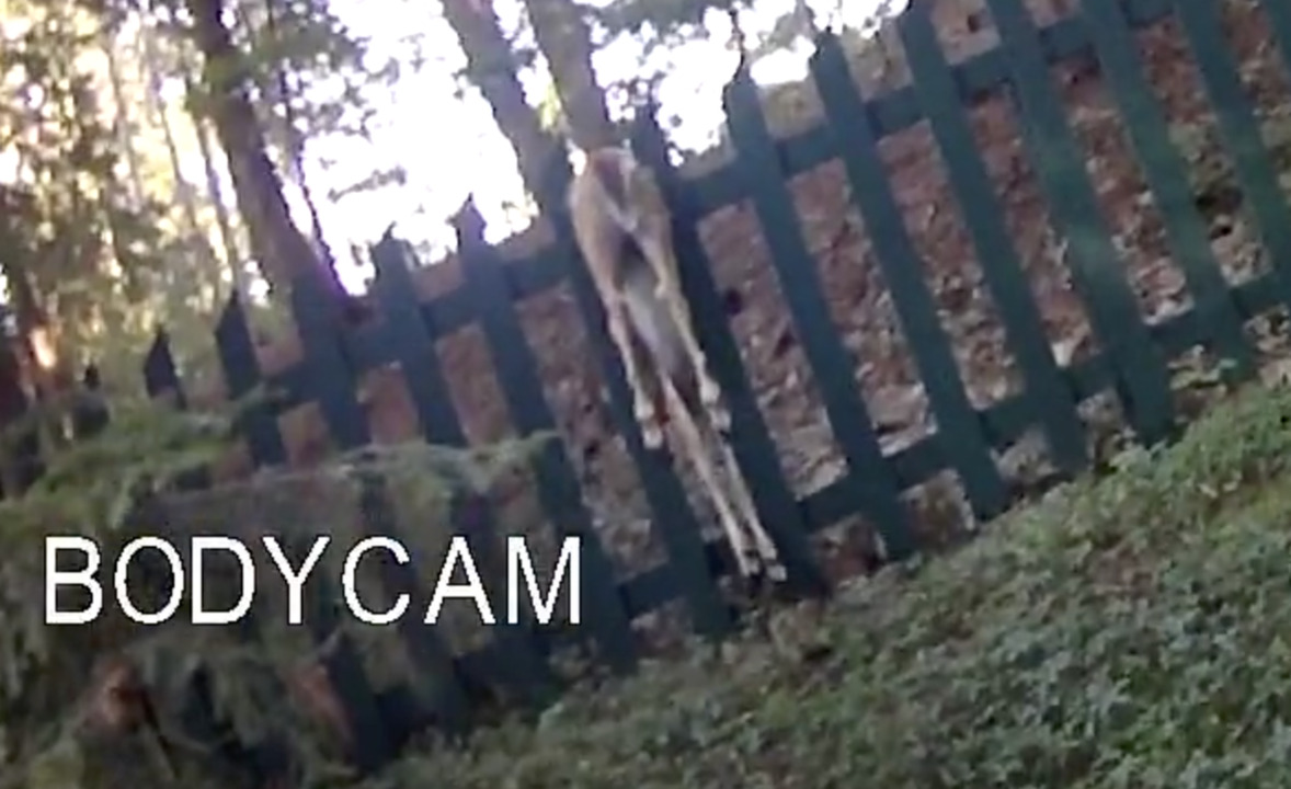 Police officer rescues young deer stuck in fence