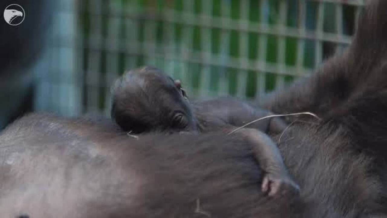 Baby gorilla makes her debut in 2016