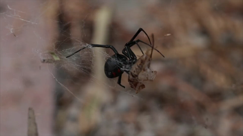 Scientists make breakthrough in treating killer black widow spider bites