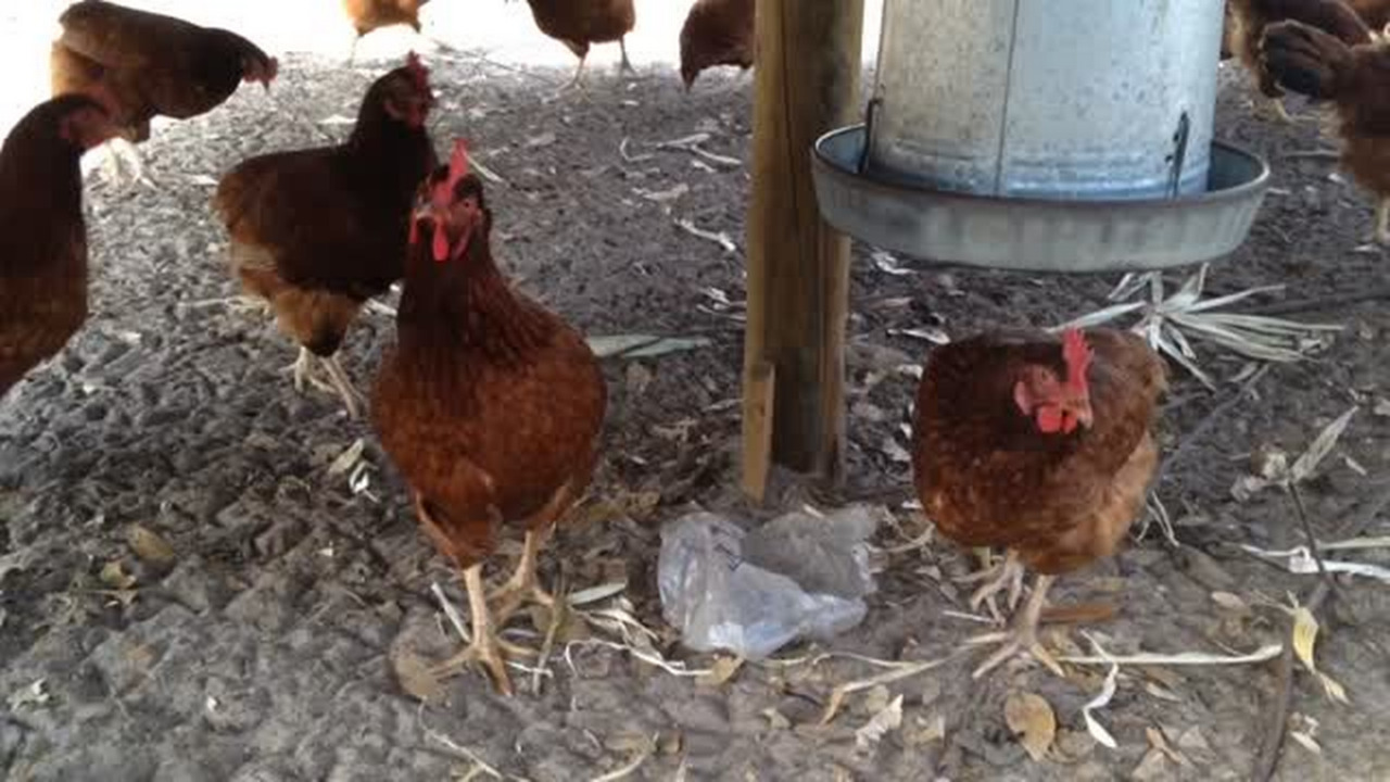 Cackling along at Norwegian Wood: Free range chicken farm opens in East Manatee 