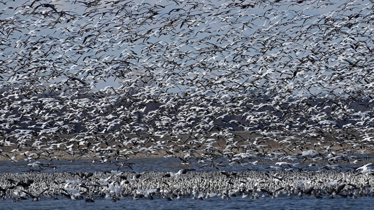 Watch massive flock of snow geese take off from Loess Bluffs National Wildlife Refuge
