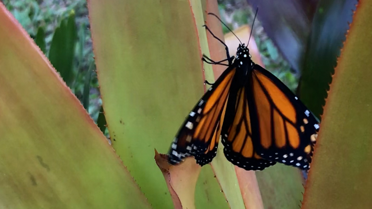 Gardeners plant milkweed to help monarch butterflies, but is it hurting them instead?