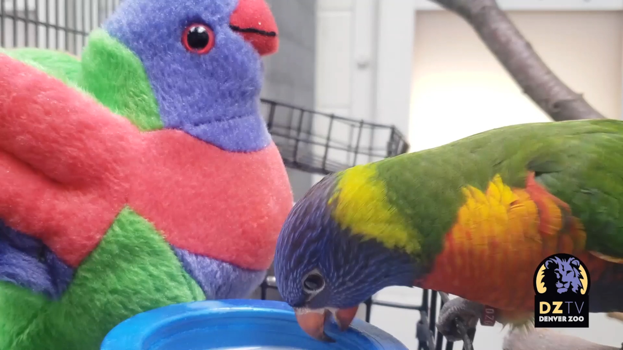 Denver Zoo’s ‘Chuck Norris’ parakeet cuddles up to stuffed toy