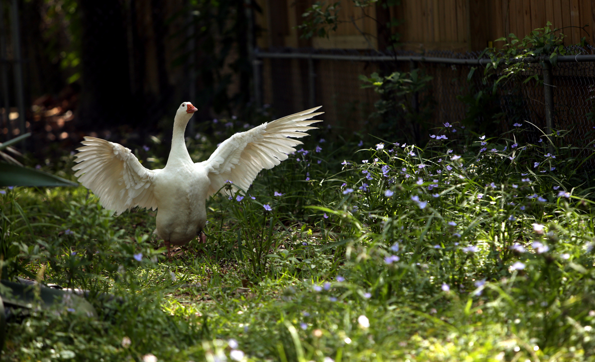 Tinder won't work for Lucy the goose. She's terribly single and needs a mate. 