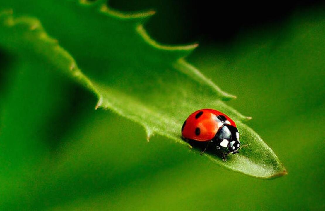 Ladybugs swarm Northern California. What beckons them and what do they do for us?