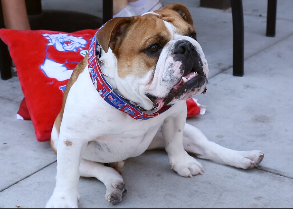 Meet the adorable Victor E., Fresno State’s real-life bulldog mascot