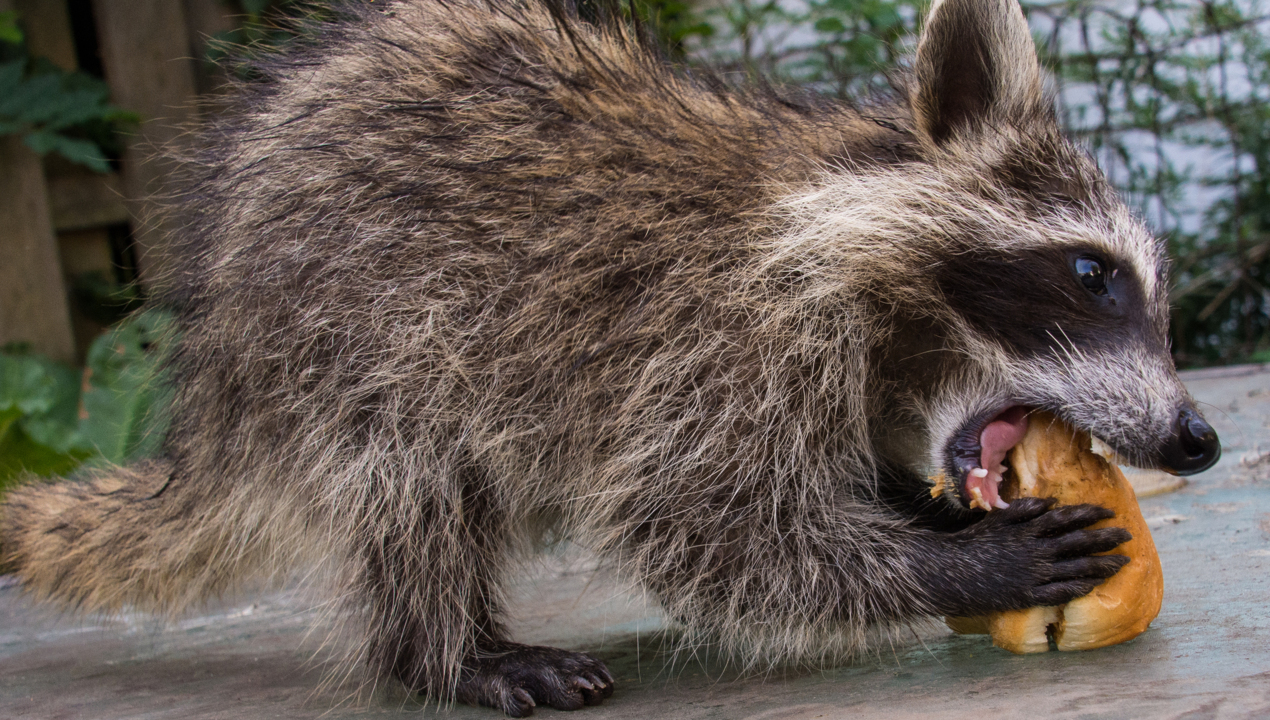 Multiple people exposed to rabid coyote found in Lexington County, SC officials say