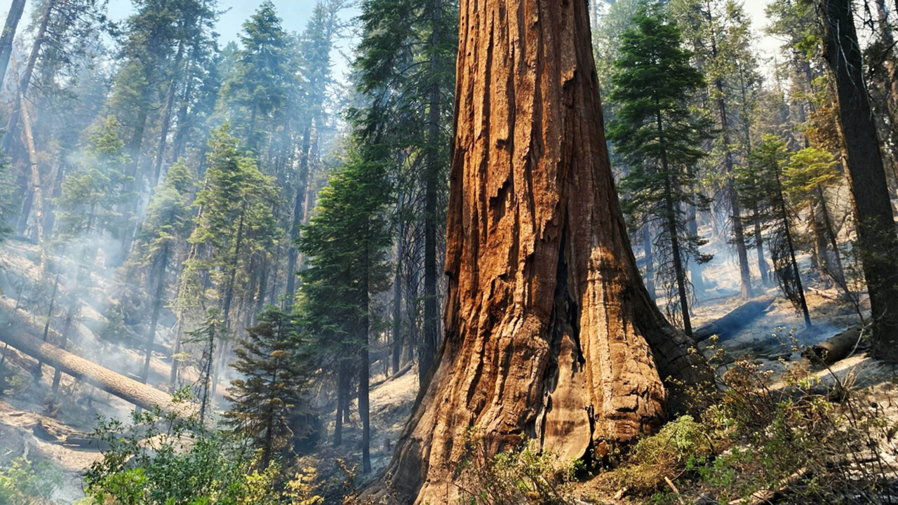 Yosemite crews to continue working Washburn Fire through night; Mariposa Grove a priority