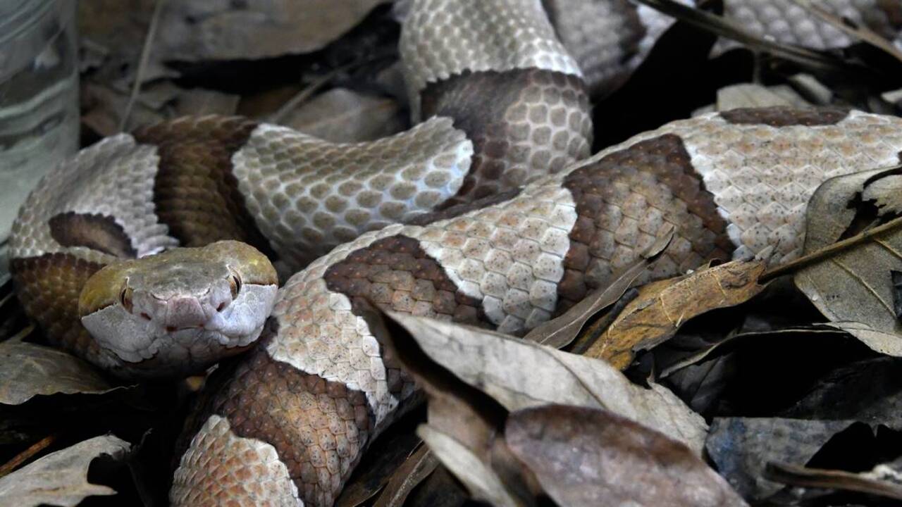 Copperhead reports in Durham echo dangers of NC's most common venomous snake