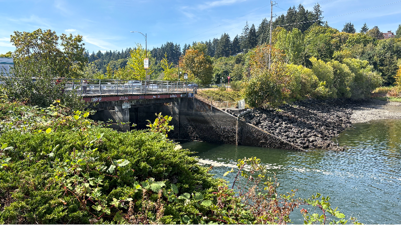 Chinook salmon make their seasonal return to downtown Olympia