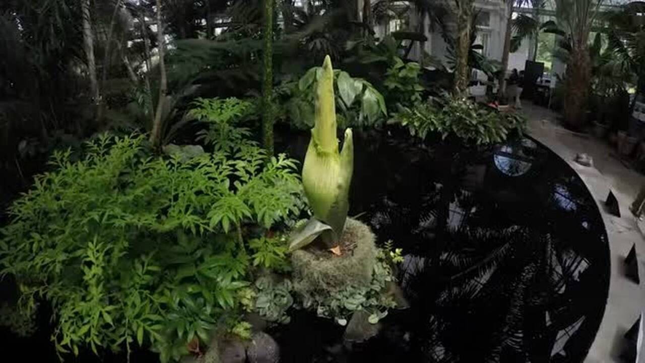 See the New York corpse flower bloom in 3 minutes