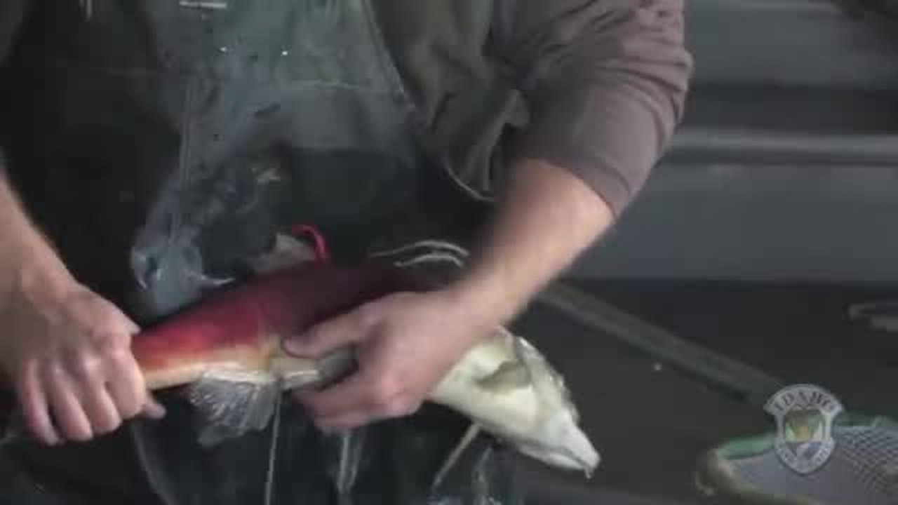 Warm Pacific continues to chop salmon numbers, affecting Idaho, Northwest