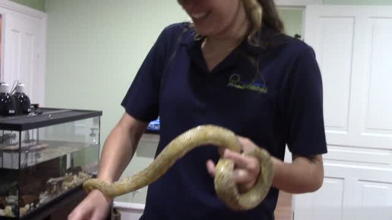 What’s that slithering across the yard?