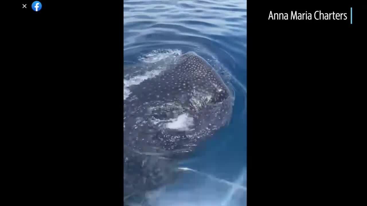 Whale sharks sighted off Anna Maria Island